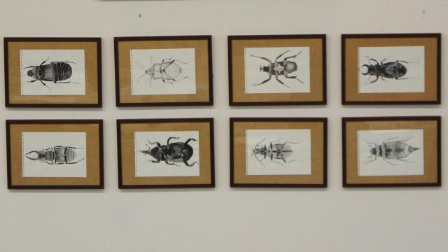 Denisa Müllerová, Křehkost hmyzu, 2020, akvarel na papíře, 42 x 30 cm, 8 ks – do 06/2026